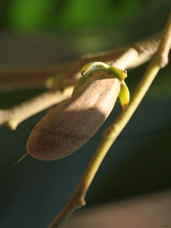 Vateria eFlora of India